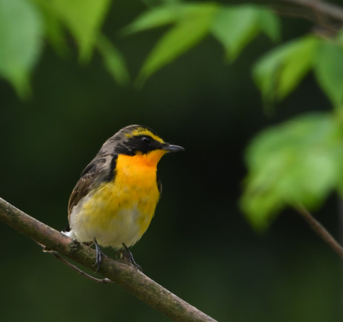 成鳥と若とメス