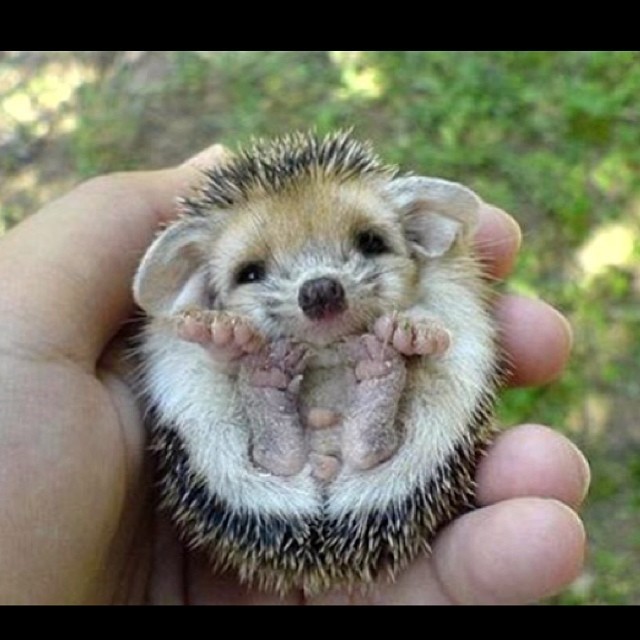 Since I work and go to school so much I can&rsquo;t get a dog or cat but for