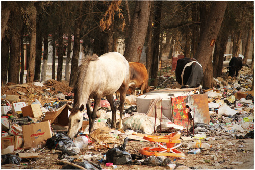 Horses at The Temple of Zeus, Cyrene, Libya.