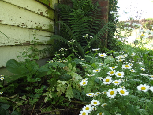 spooksnail:v old plants