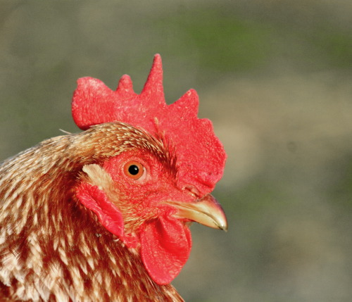 Portrait of a Cinnamon Queen hen, in the setting sun.