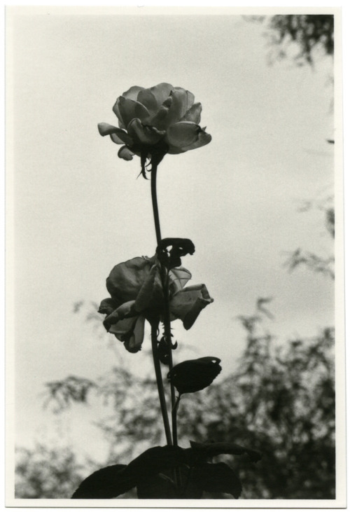 Flowers, Tucson Botanical Gardens, 2016.