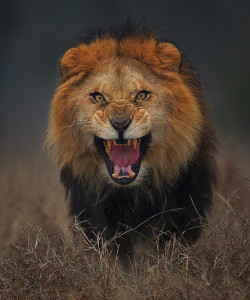 beautiful-wildlife:  Angry King by Atif