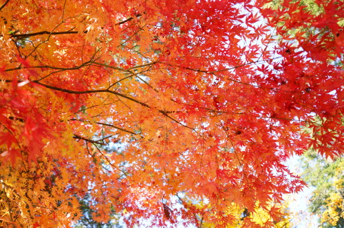 今年最高の鮮やかな紅葉が撮れました。天気ってやっぱり大事。