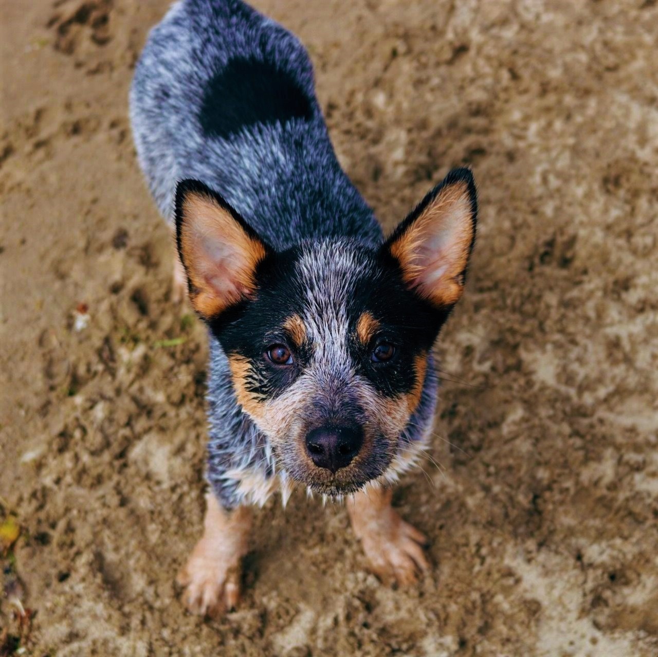 - Blue Heeler