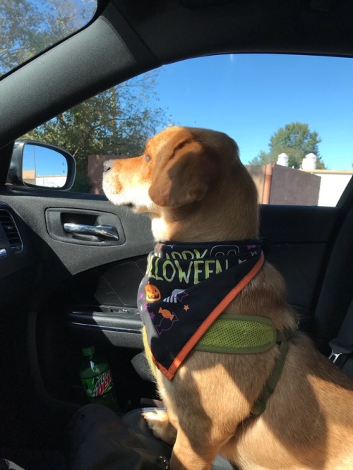 Scout had a cute Halloween bandana for his first Halloween!