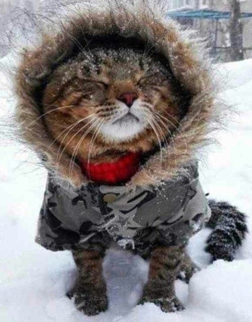 cutencats:  @cutencats