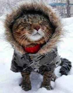 Cutencats:  @Cutencats