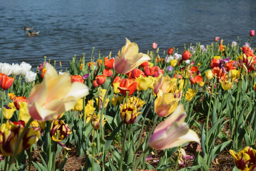 Tulips galore at Big Lake in City Park. New Orleans, Louisiana. March 2016.・For optimal photo qualit