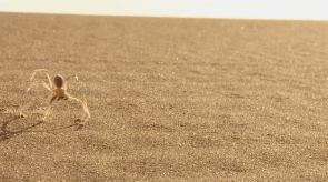 imnotaustinpowers:  queenbeereginageorge:  thingsofthewild:  ftcreature:  The Featured Creature: They See Me Rollin’: New Cartwheeling Flic-flac Spider Discovered Not much is known about their biology or ecology, except that they’re really freakin’