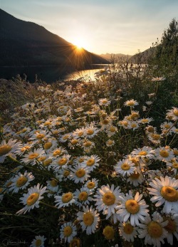 maureen2musings:  Daisies in Revelstokeviktoriahaack