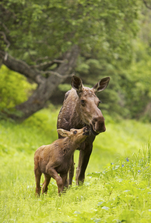 funkysafari:  Moose calf nuzzling mom in the rain. by AlaskaFreezeFrame 