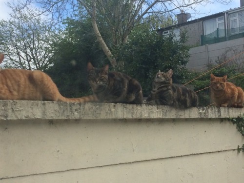 kittykatt-photography:I looked out my aunts window to see this….