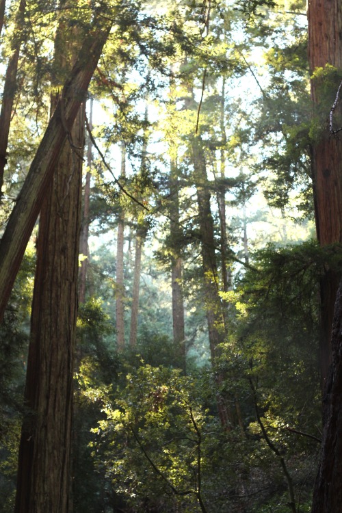 Beautiful redwoods at Samuel P Taylor State Park, CA