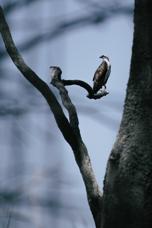 alexmurison:Beautiful Osprey perched and watching the waters below