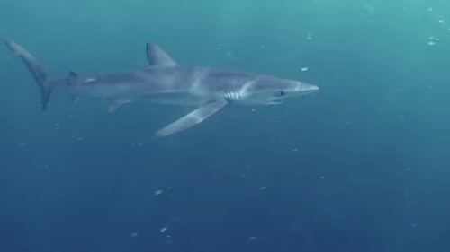 ijustlovesharks:  Blue Sharks / Salty Puppies [x] 