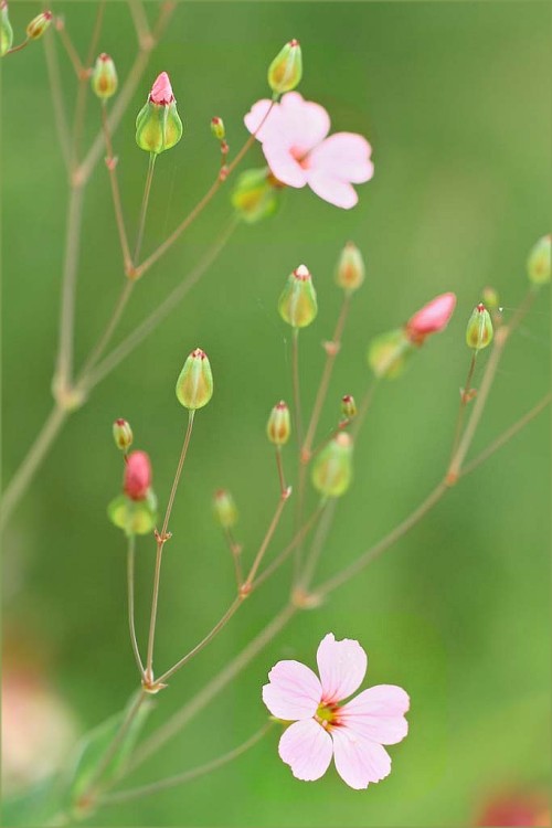 renamonkalou:カスミ草（pink) | Takako