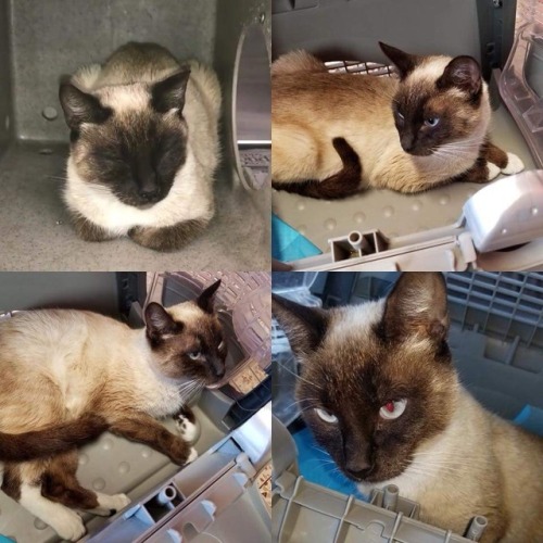 RESCUE EFFORTS ARE UNDERWAY FOR BEAUTIFUL, PETITE, SIAMESE GIRL, TALEA!! SHE IS SAFELY OUT OF THE SH