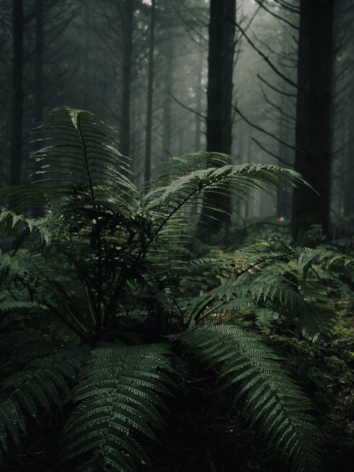 Ferns Part I Photographed by Freddie Ardley - Instagram @freddieardley