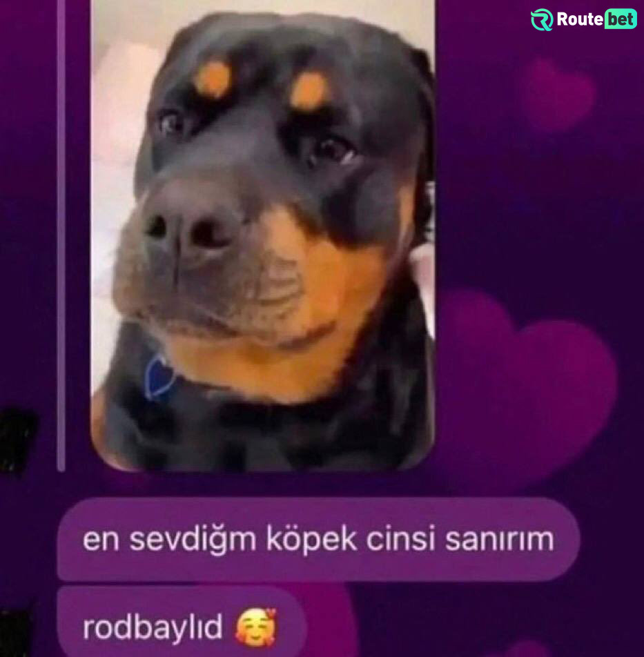 en sevdiğm köpek cinsi...