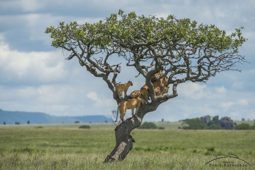 somecutething:11 Lions in a Tree!! (via Daniel Rosengren)
