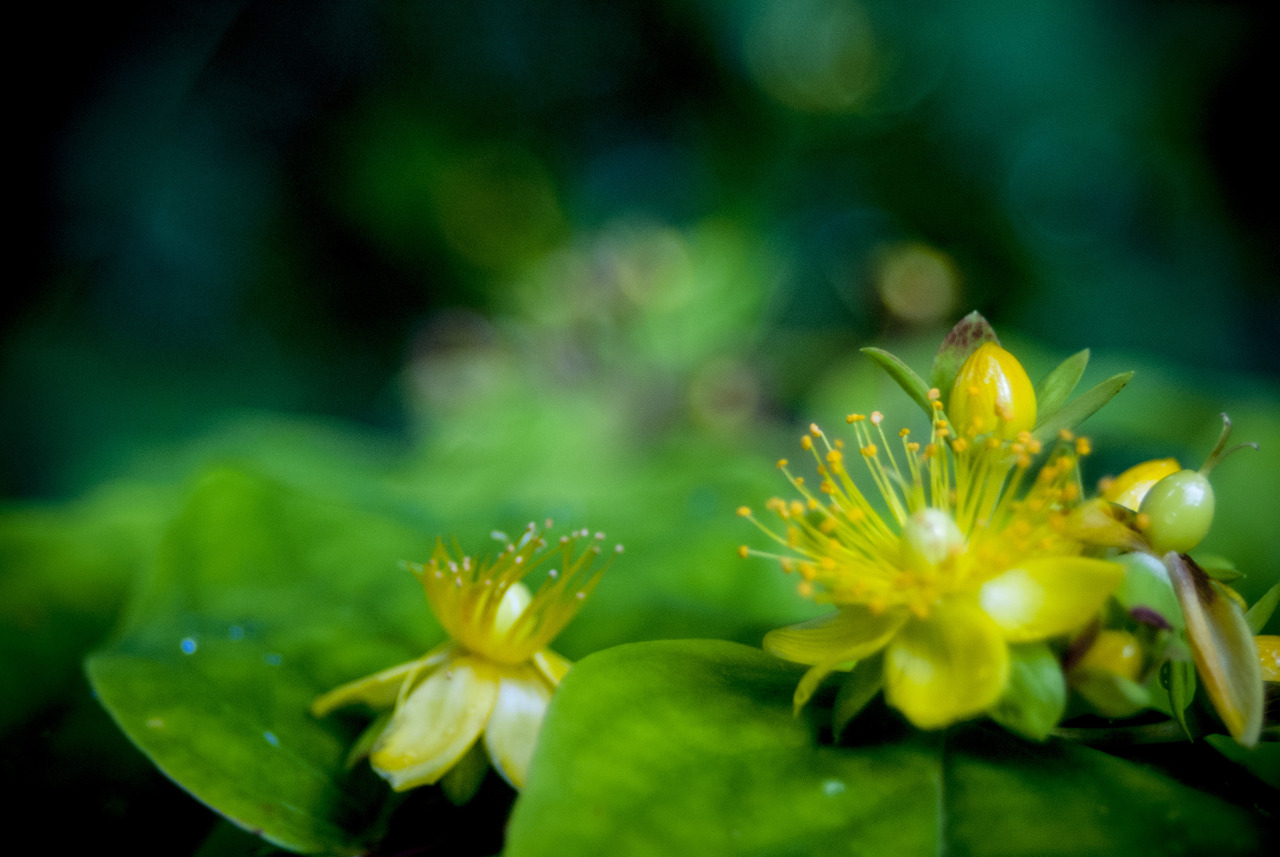 Summer buds.
Glanfor
Inspirational journey Online Portfolio Facebook Society6 Behance