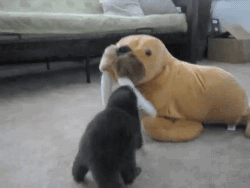 godbless-st-cyr:  Honey, honey, that’s an otter playing with a walrus plushie. NO, YOU DON’T UNDERSTAND! 