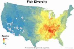 charlesoberonn: mapsontheweb:  Fish diversity