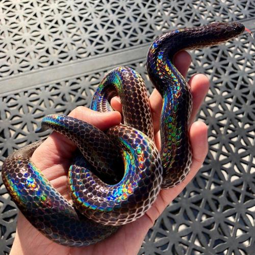 skittystim: black rainbow snake stimboard for @3-ducks-in-a-trenchcoat! [x] [x] [x] / [x] - [x] / [x