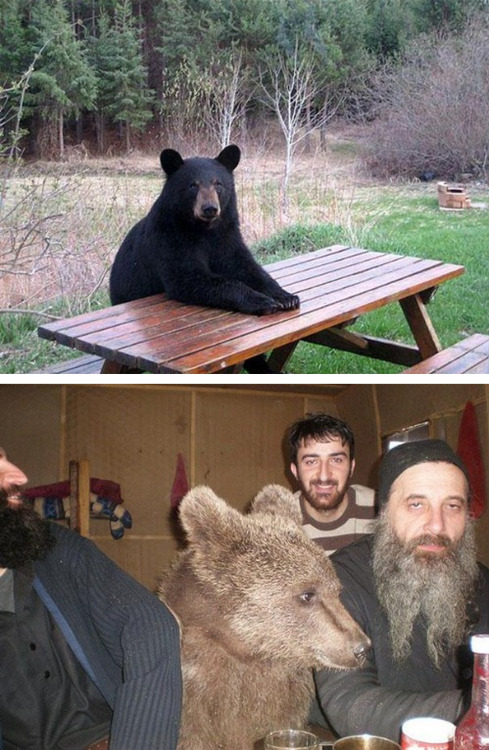 tastefullyoffensive:  Bears Doing Human Things [via]Previously: Before and After Pictures of Animals Growing Up 