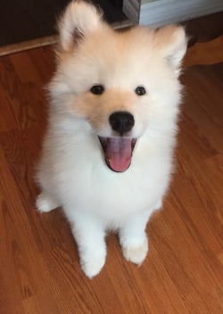 neothesamoyed:Just finished giving Neo some