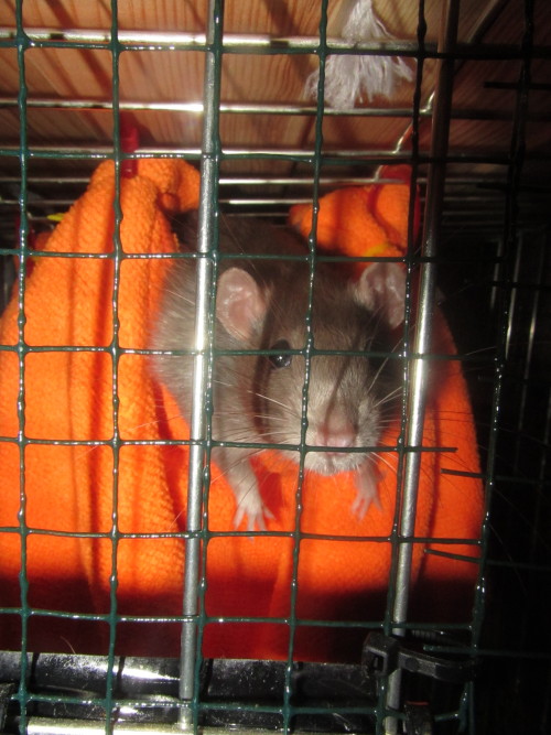 rat-rats:spidersanctuary:Some more rat silliness. Smokey being pretty, Smokey using a hammock in a d