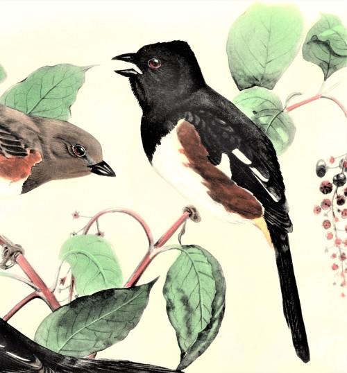 A Towhee FeathursdayThis week we present a few of those long-tailed sparrows, the Towhees!! These li