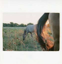 marieraymondesimone:  Horses, Uzès - August 2013 