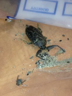 buggirl:  &ldquo;About 2&rdquo; long not including his pincers or antennae or whatever. Found in a shop in Edmonton AB. The yard supervisor is curious to know what it is.&ldquo;-betsumei  Hi! This is a Giant Water Bug aka Toe-Biter.   This is a type