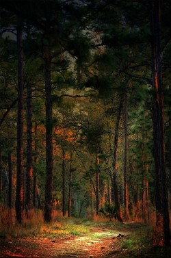 bluepueblo:  Sunrise in the Pines, Florida