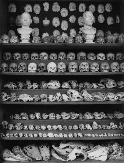 mortisia:  Skulls of humans and various animals from the Galerie Huguier. École des Beaux-Arts, Paris, 2008 by Micah Christensen. source | edit | plz dont remove the credits. 