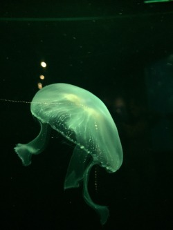 raspburry:  glow jelly fish! 