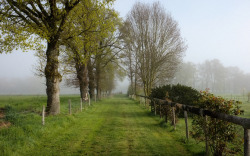 gallerylefey:  ..in the misty morning fog,