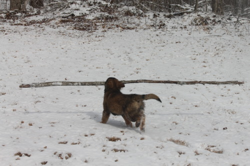 leffew4116:The “German Shepherd and HUGE sticks” thing starts early. Freya at 3 months o