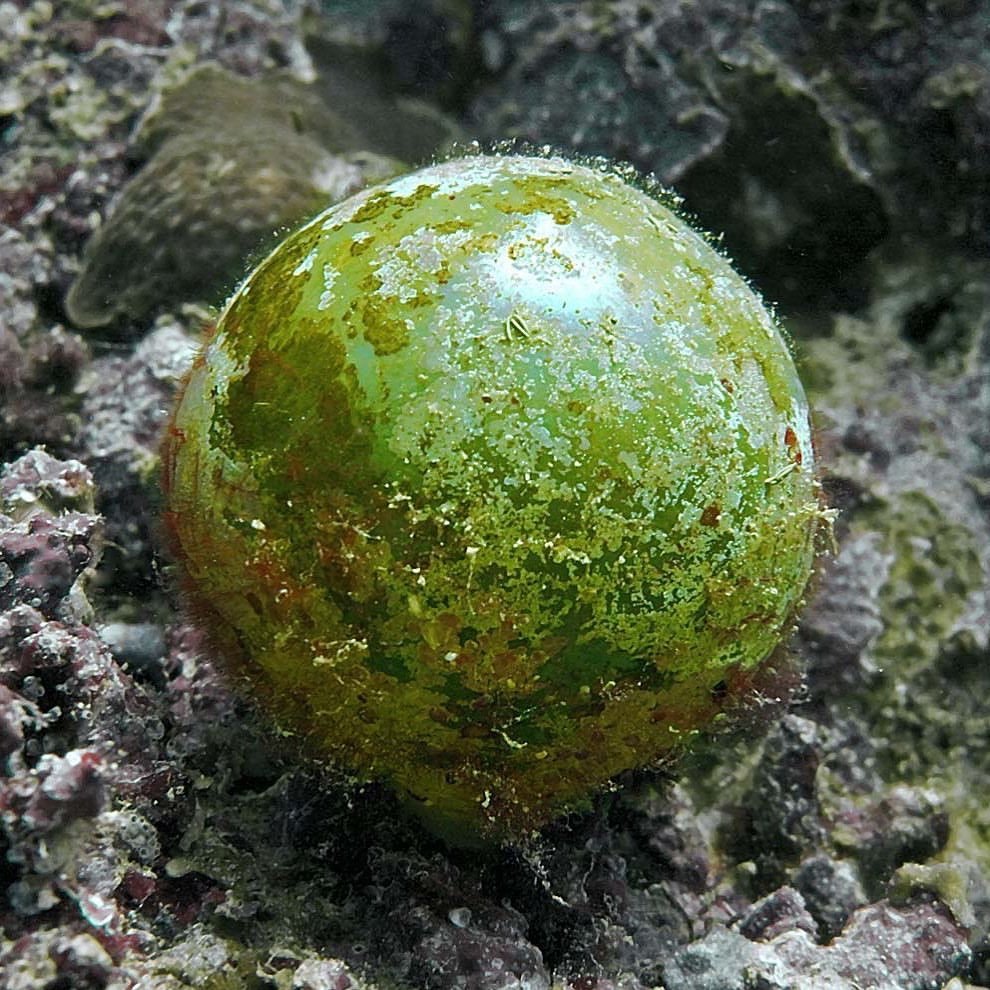 amnhnyc:
“Known as bubble algae or sailor’s eyeballs, Valonia ventricosa are one of the world’s largest single-celled organisms. They’re found in almost every ocean in the world, mostly in tropical and sub-tropical regions among coral rubble. These...