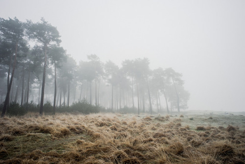 Trees Fading by Robert-Paul Jansen. on Flickr.