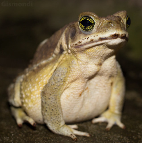 A pudgy little Argentine toad [Rhinella arenarum], named for the country in which it most commonly occurs. However, this species can also be found in southern Brazil, Uruguay, and Bolivia, and is locally abundant in many areas. Image taken by Ignacio...