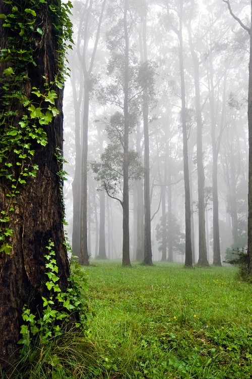 chernobyl-tea-party:  vhord:  strictly nature  Mostly nature