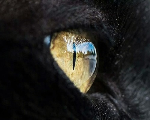  Cat’s eye 