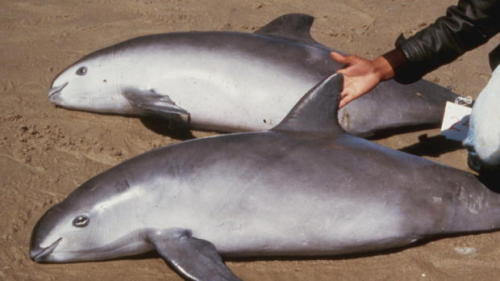 While the vaquita is not deliberately hunted by humans, its downfall has been the extensive fishing 
