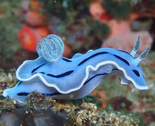 tangledwing:Blue sea snail  (Chromodoris willanii), a shell-less marine gastropod mollusk.It is most
