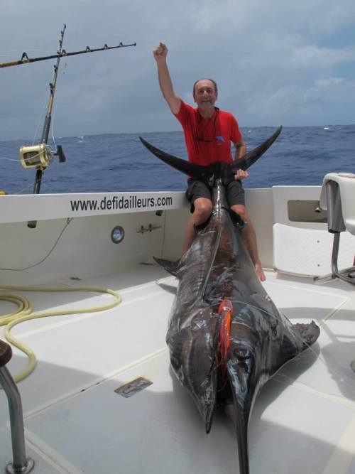 Joli marlin bleu de 372lbs pris sur Maxmad à Rodrigues sur...