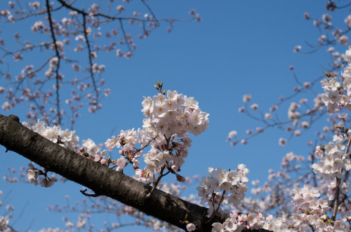 今年の桜１２ - 2018年