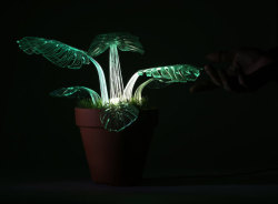 sixpenceee:  Botany might seem like an unlikely inspiration for lighting, but for industrial designer Mariana Folberg, it makes sense. She has a series of plant lamps, which combine contemporary lighting with the beauty of green flora. Powered by LED